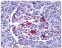 Anti-EndoG antibody used in IHC (Paraffin sections) (IHC-P). GTX10522